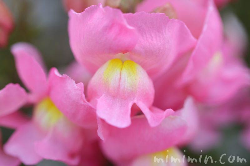 キンギョソウ 金魚草 の花の写真 花言葉 名前の由来 みみみんブログ
