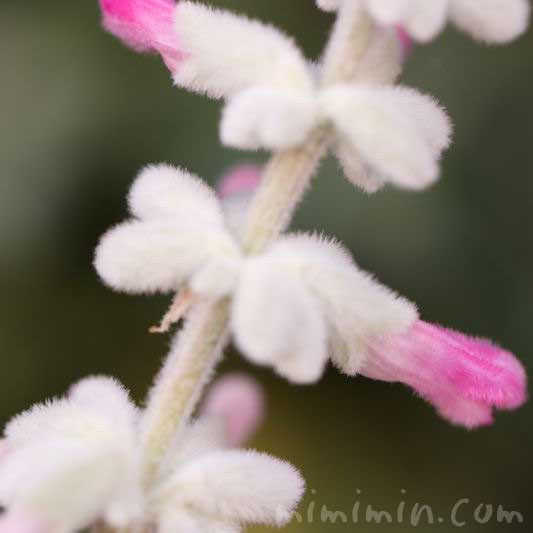 ピンク色のメキシカンブッシュセージの花の画像