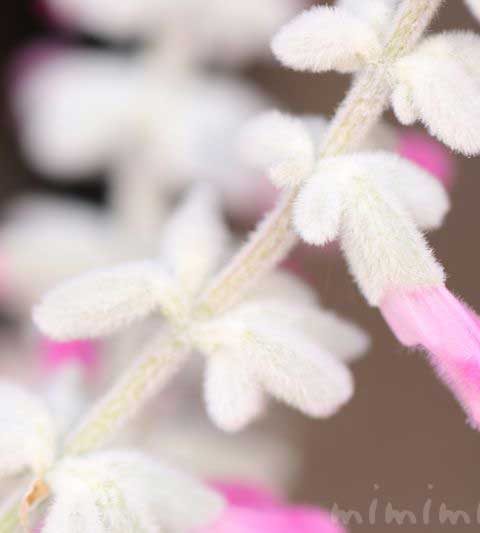 サルビア・レウカンサの写真＆花言葉（別名 メキシカンブッシュセージ）