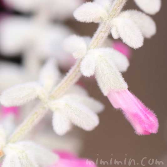 ピンク色のメキシカンブッシュセージの花