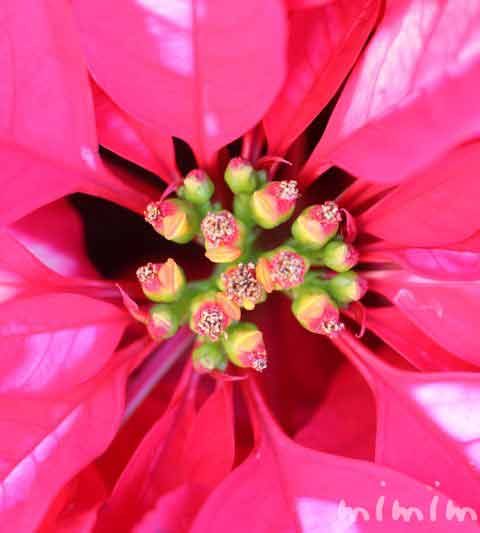 ポインセチアの花の写真・花言葉・名前の由来