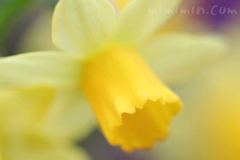 黄色のラッパ水仙の写真・花言葉の画像