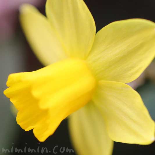 黄色のラッパ水仙の花の写真・花言葉の画像