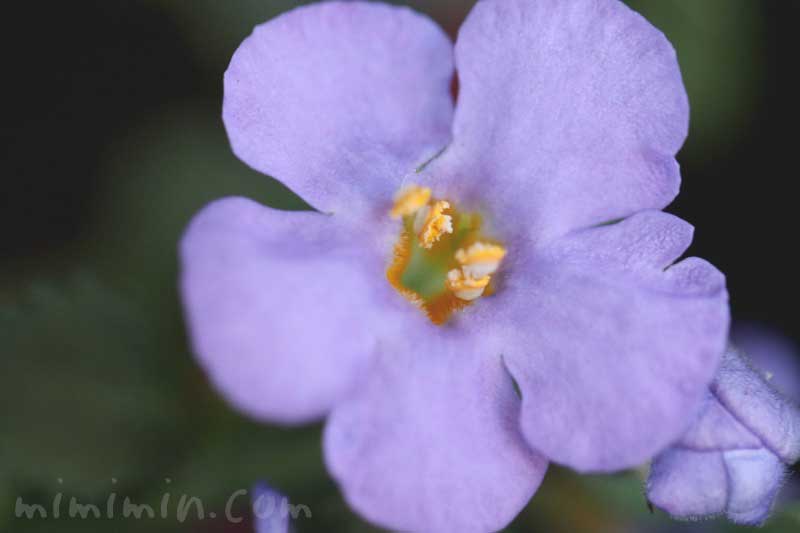 バコパ（ステラ）・紫の写真