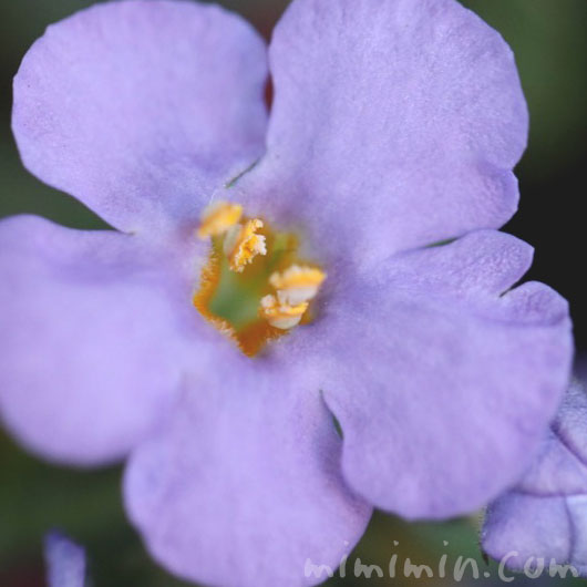 バコパの花（紫）の画像