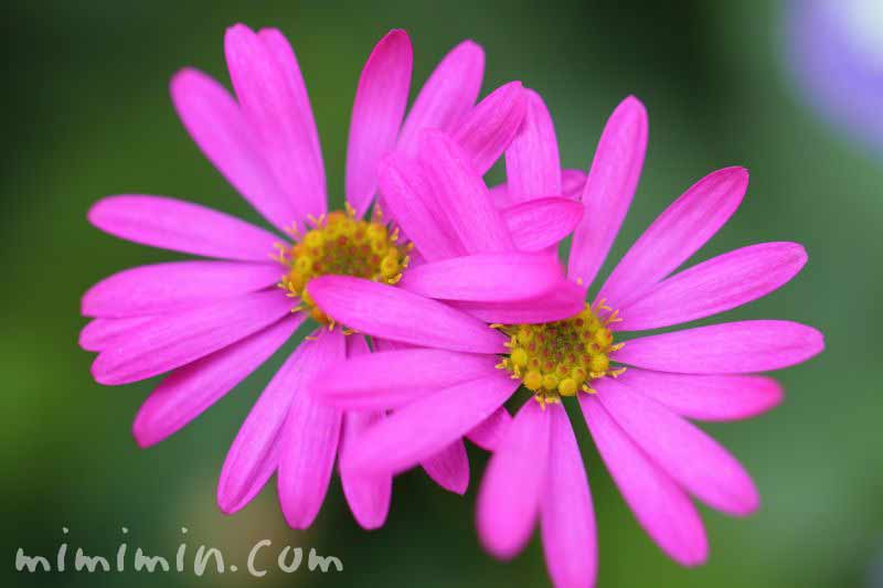 ブラキカム ヒメコスモス の花の写真 花言葉 名前の由来 みみみんブログ