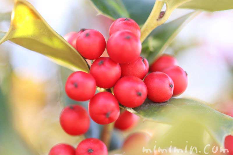 冬の赤い実（クリスマスホーリー）の画像