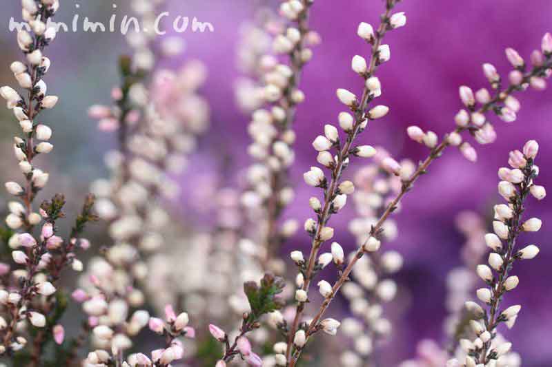 カルーナ・ブルガリスの花の写真