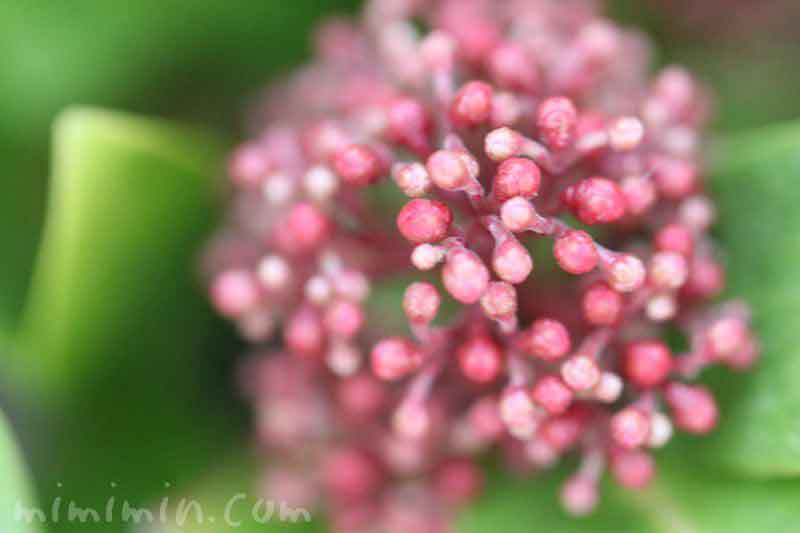シキミア スキミア の花の写真 花言葉 名前の由来 みみみんブログ