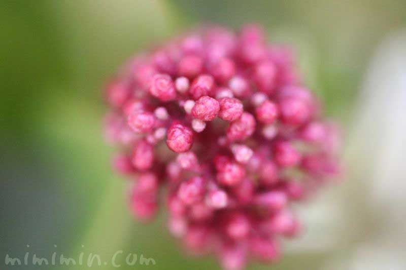 シキミアの花のつぼみの写真