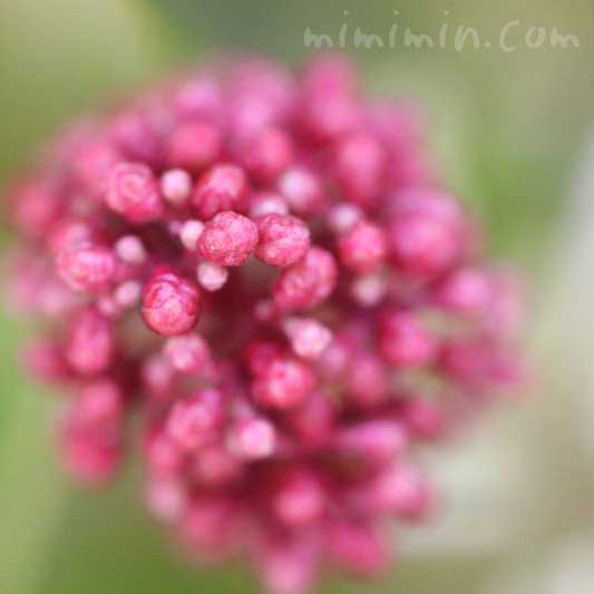 シキミア スキミア の花の写真 花言葉 名前の由来 みみみんブログ