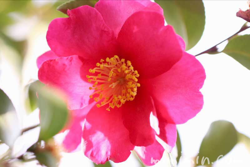 濃いピンクのサザンカの写真・花言葉・誕生花の画像