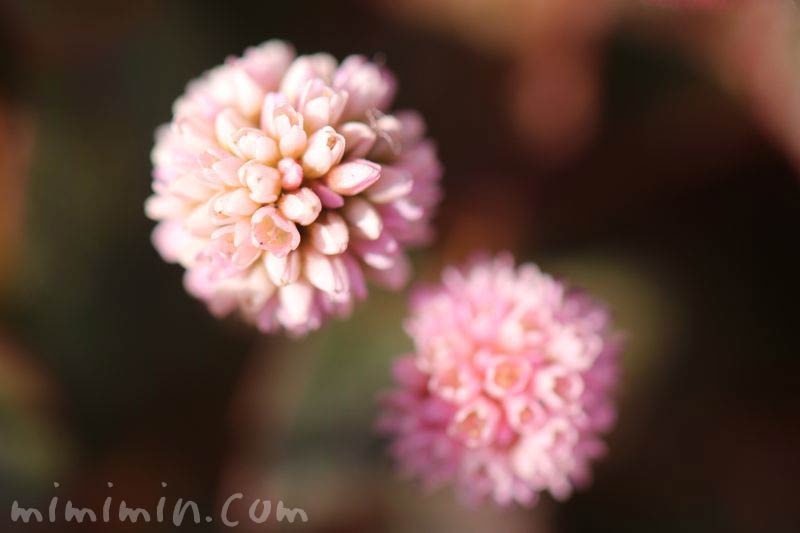 ヒメツルソバの花の画像