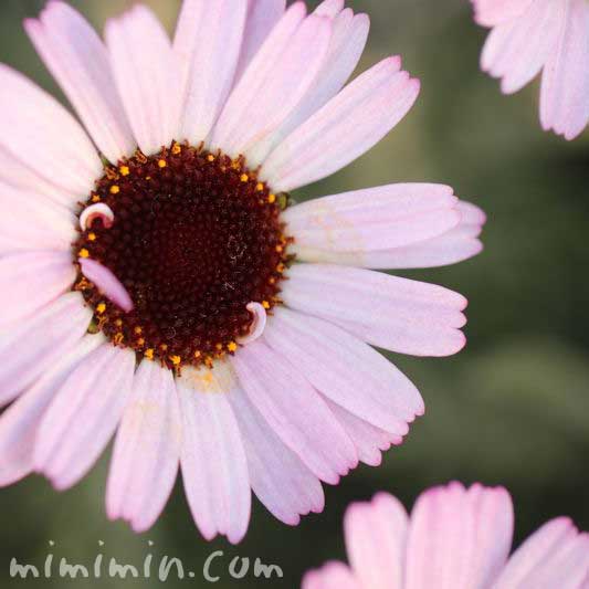 ローダンセダムの花の画像