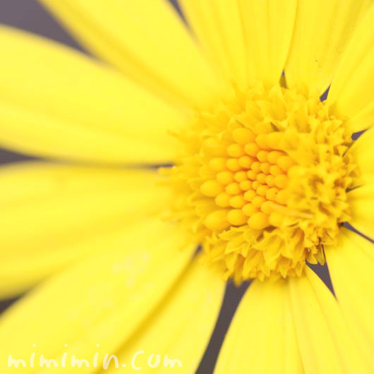 ユリオプスデージーの花言葉の画像