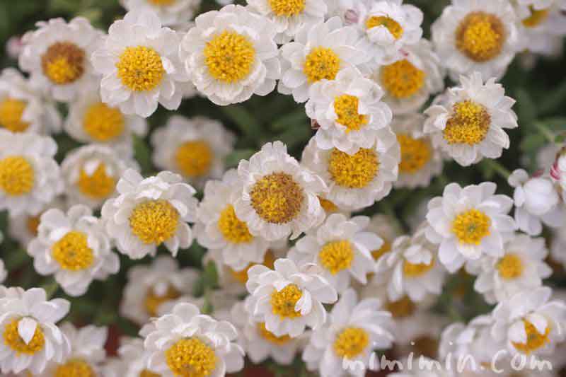 ハナカンザシの花言葉の写真