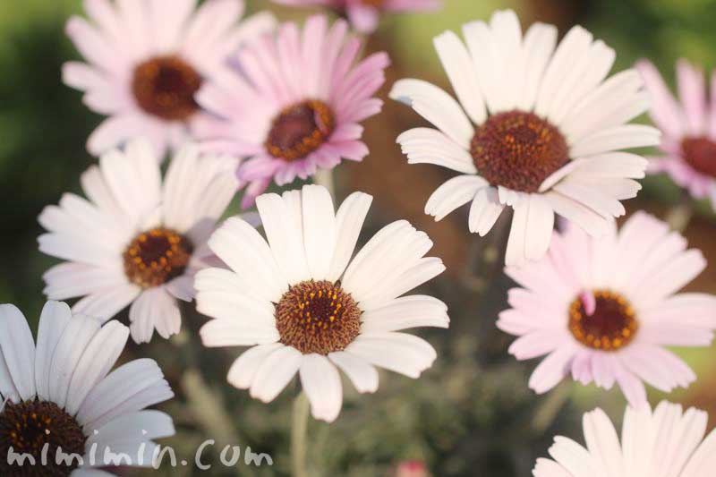 ローダンセマムの花・白