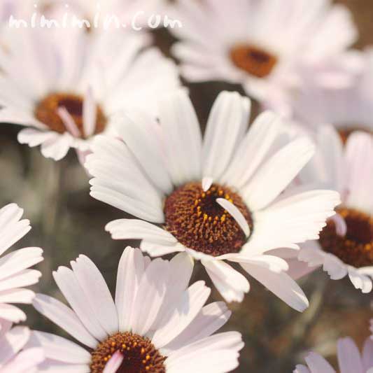 ローダンセマムの花・白の写真