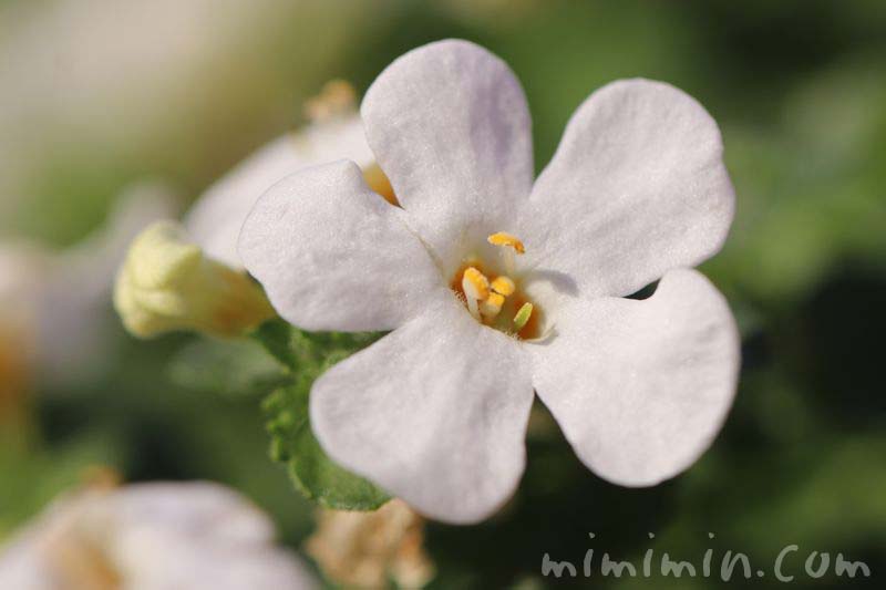 バコバ（ステラ）の花の写真