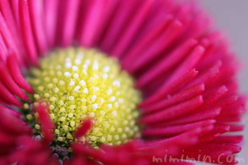 ひなぎくの花の写真（赤色）