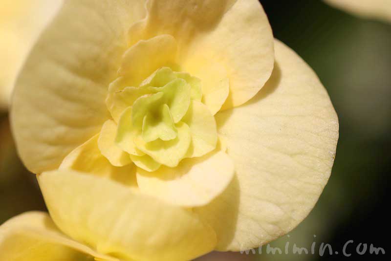 リーガースベゴニアの花の写真 花言葉