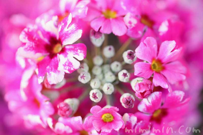 西洋桜草（プリムラマラコイデス）の花の写真・花言葉の画像