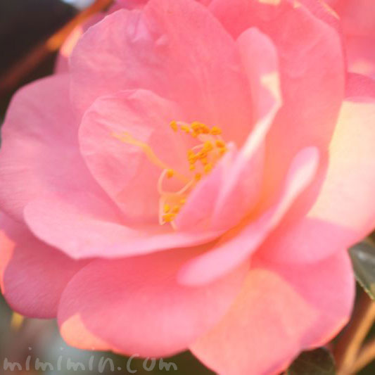 ピンクの椿の写真・ツバキの花言葉の画像