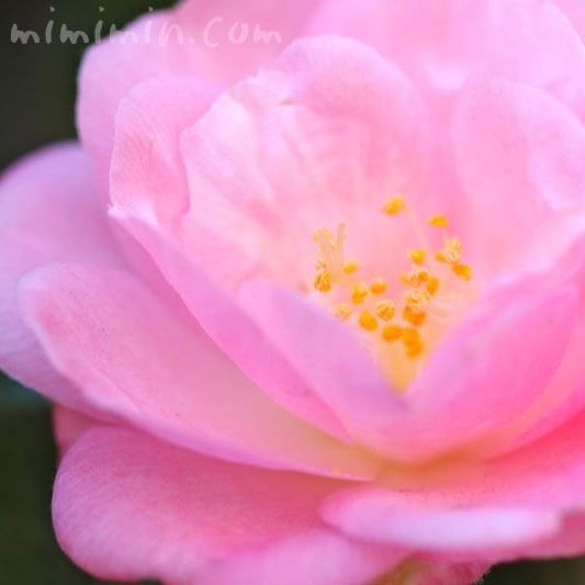 ピンクのツバキツバキ（八重咲き）の花の写真・ツバキの花言葉の写真・ツバキの花言葉の画像