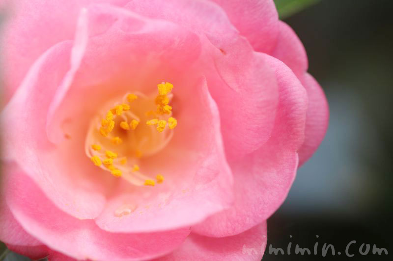 ピンクのツバキ（八重咲き）の花の写真・ツバキの花言葉の画像