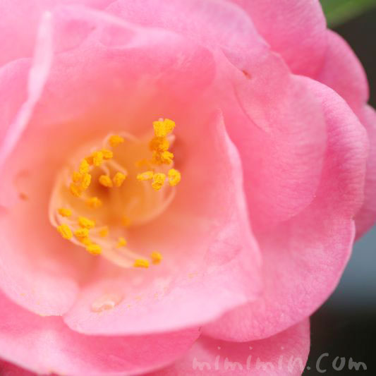 ツバキ（ピンクの八重咲き）の花の写真・ツバキの花言葉の画像