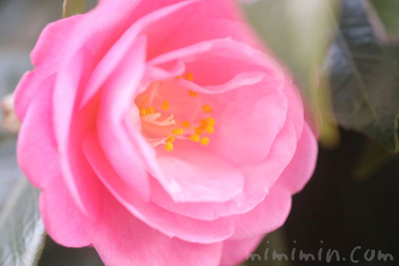 ツバキの花の写真・ピンクの八重咲きの画像