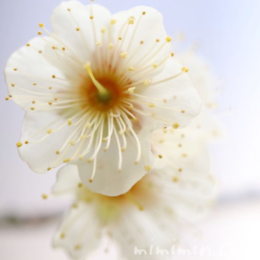 梅（白）の花の写真と花言葉