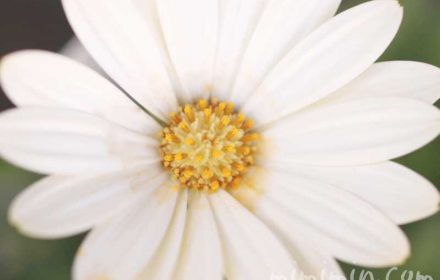 白いオステオスペルマムの写真・花言葉の画像
