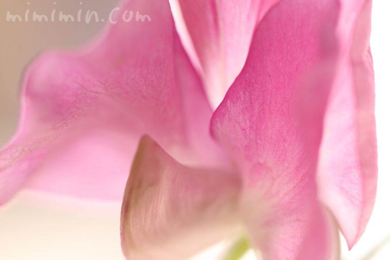 スイートピーの花  ピンクの写真