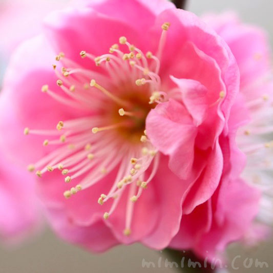 梅の写真・ピンク色の梅の花の画像