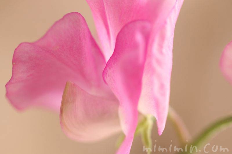 ピンクのスイートピーの花の画像