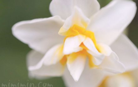 スイセン（水仙）の花言葉｜白いスイセンの写真の画像