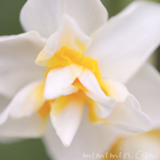 スイセン（水仙）の花言葉｜白いスイセンの花の画像