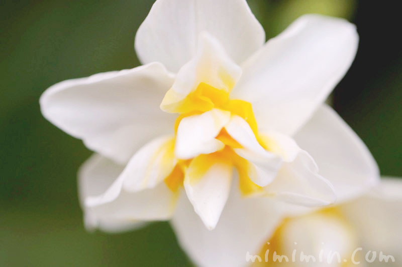 スイセン（水仙）の花言葉｜白いスイセンの花の写真の画像