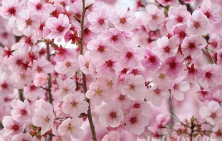 ピンク色の桜の花・陽光桜の画像