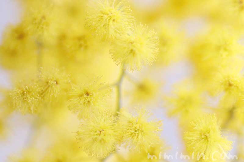 ミモザアカシアの花言葉・黄色いミモザアカシアの花の写真の画像