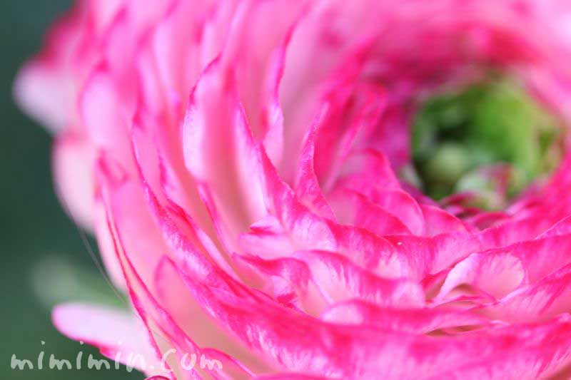 ラナンキュラス・ピンク色の花の写真