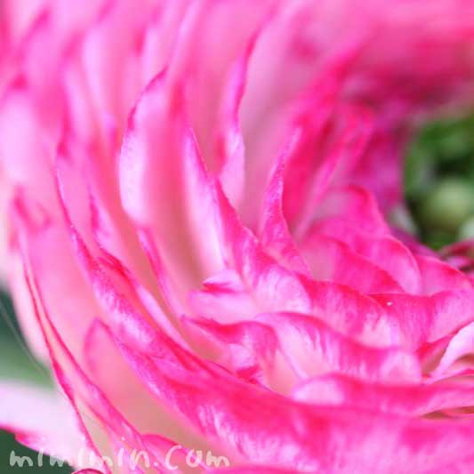 ラナンキュラス・ピンク色の花の画像