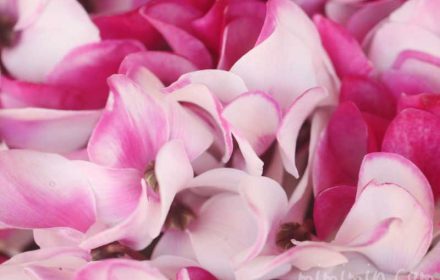 シクラメンの花（ピンク×白）の画像