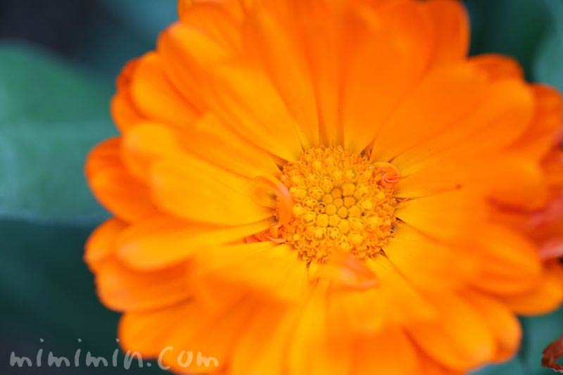 キンセンカの花 オレンジ色の画像