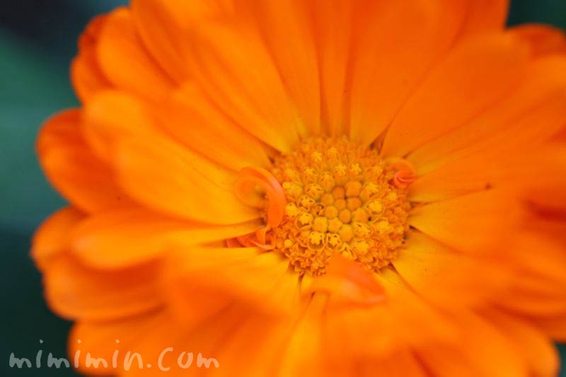 キンセンカ オレンジ色の写真