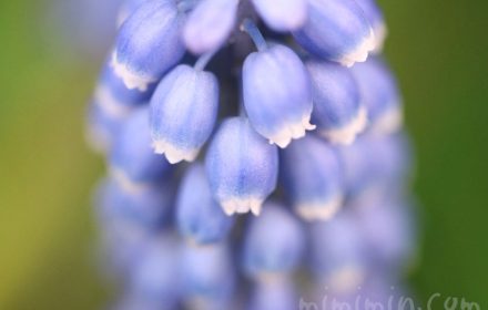 青いムスカリの写真・ムスカリの誕生花