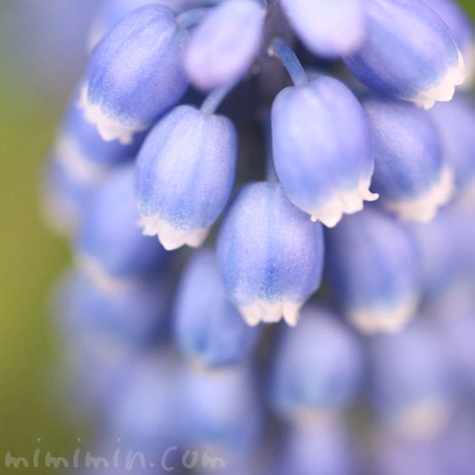 青いムスカリの画像・ムスカリの花言葉の写真
