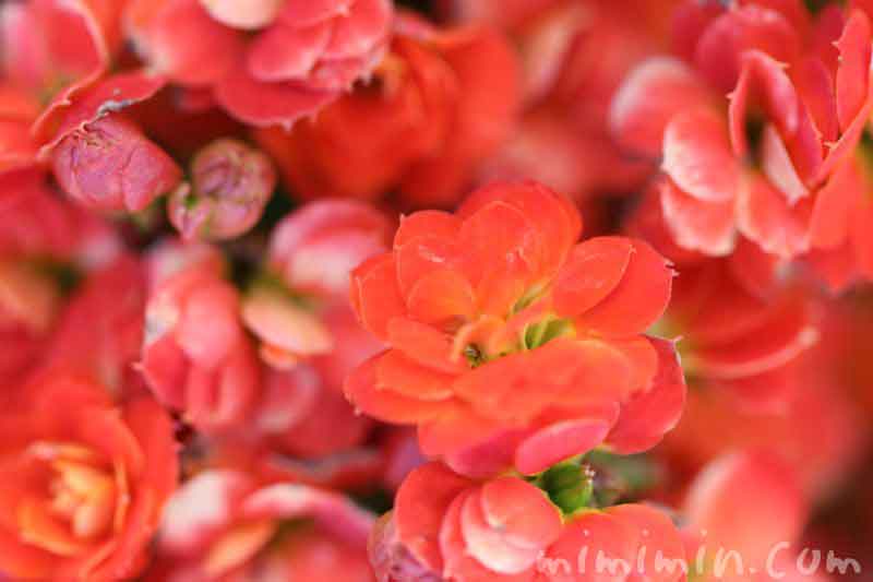 紅弁慶の花の写真