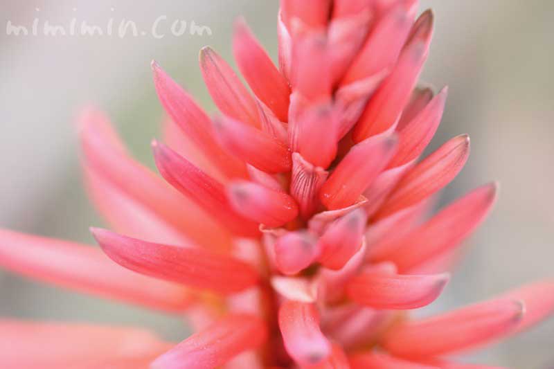 アロエの花の写真 花言葉 名前の由来 みみみんブログ